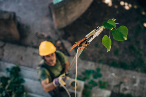 Best Tree and Shrub Care  in Ucon, ID