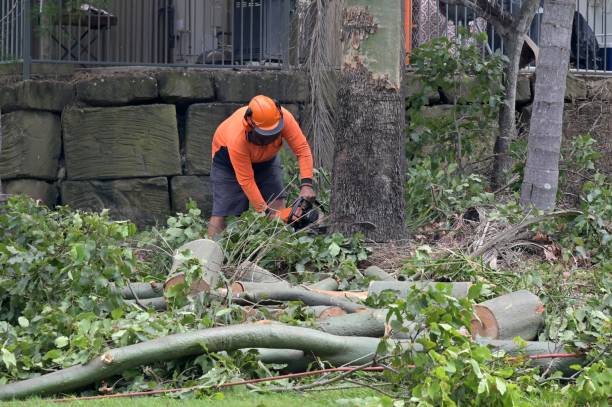 How Our Tree Care Process Works  in  Ucon, ID